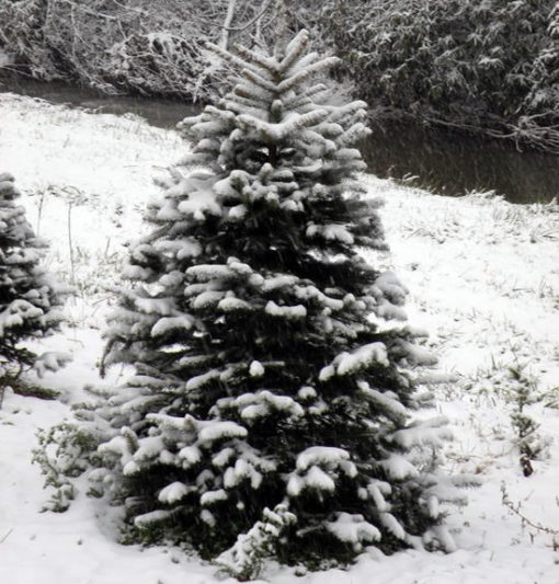 Fraser Fir Christmas Tree